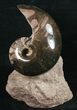 Large Polished Fossil Nautilus - France #10971-1